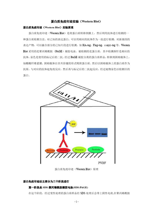 蛋白质免疫印迹实验