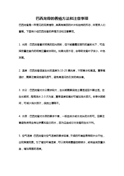 巴西龙骨的养殖方法和注意事项