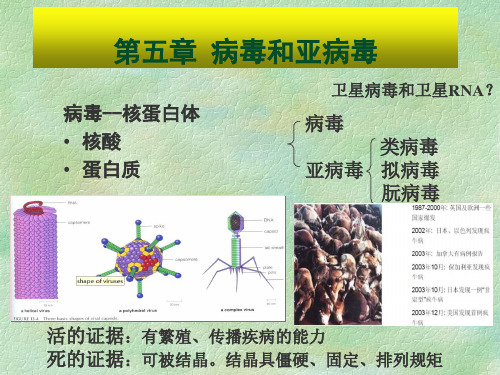 第五章---病毒