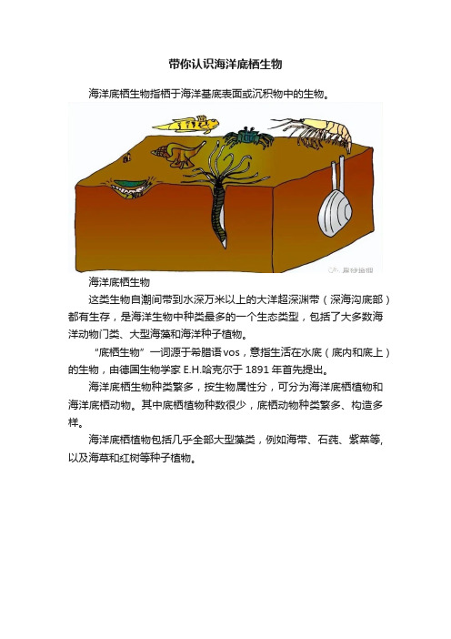 带你认识海洋底栖生物