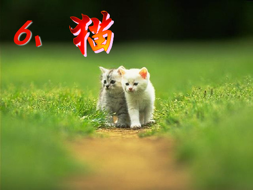 五年级下册语文S版猫PPT课件