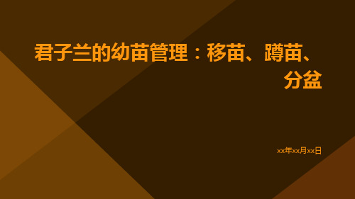 君子兰的幼苗管理：移苗、蹲苗、分盆