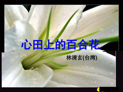 《心田上的百合花开》ppt课件