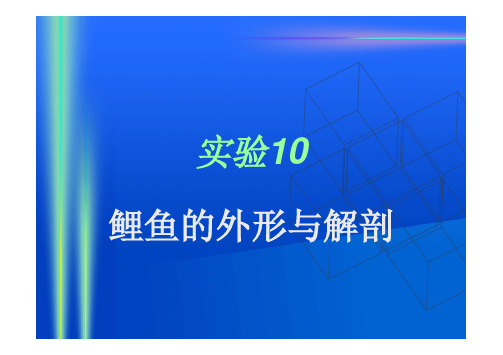 鲤鱼的外形与解剖 一`实验目的与要求