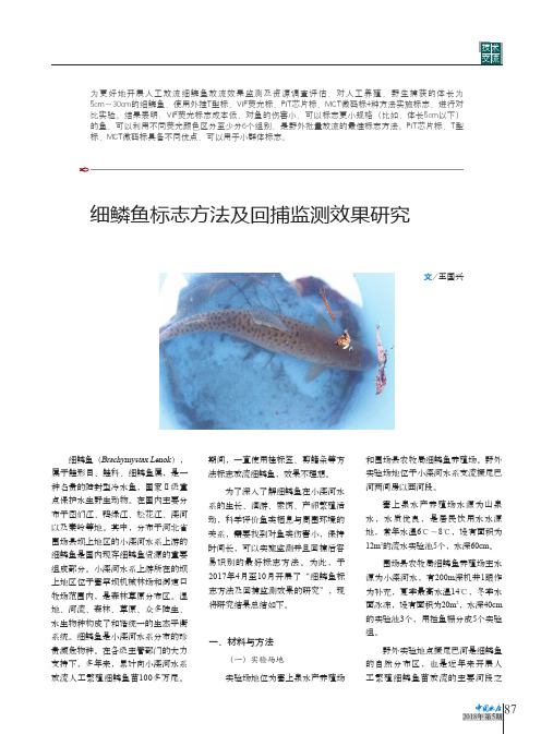 细鳞鱼标志方法及回捕监测效果研究