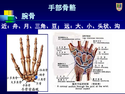 手部解剖及肌肉ppt