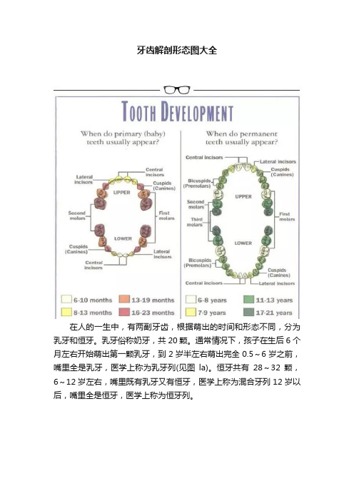 牙齿解剖形态图大全