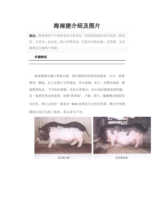 海南猪介绍及图片