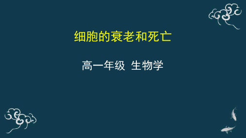 细胞的衰老和死亡》 课件