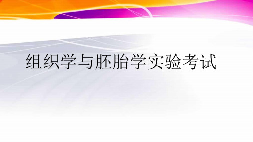 组织学与胚胎学实验考试切片光镜图 ppt课件