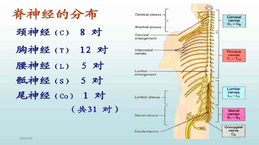 急性脊髓炎患者的护理PPT课件