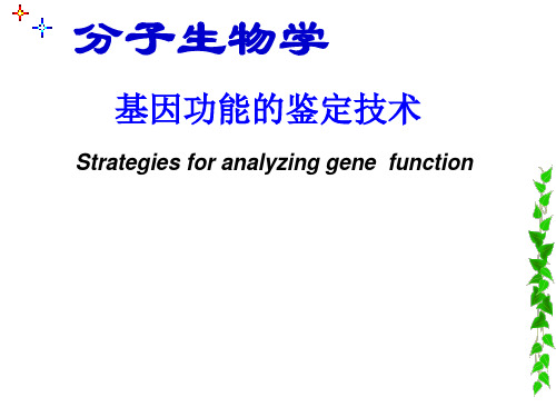 分子生物学   基因功能研究1---基因打靶和转基因