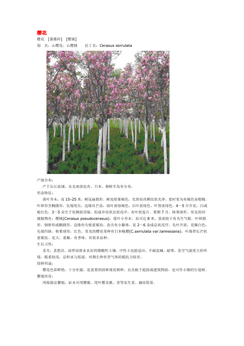 樱花