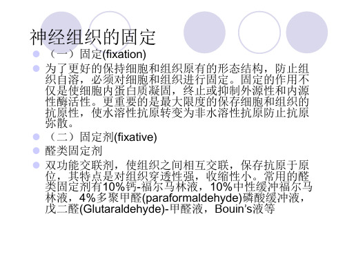 神经通路示踪技术 尼式染色