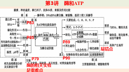 2023年高考生物二轮复习课件第3讲酶和ATP课件