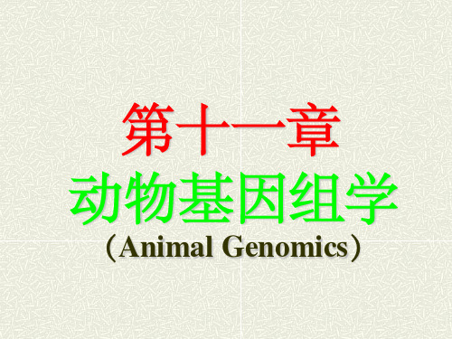 %20动物基因组学ppt课件