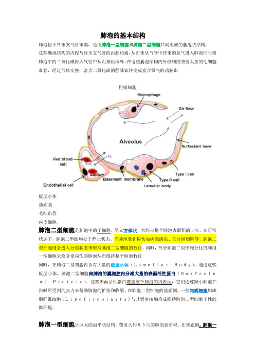 肺泡的基本结构