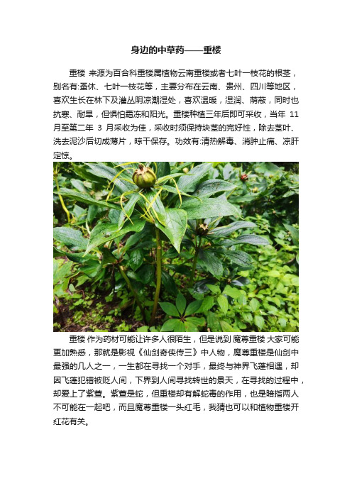 身边的中草药——重楼