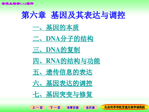 普通生物学：06 第六章 基因及其表达与调控 