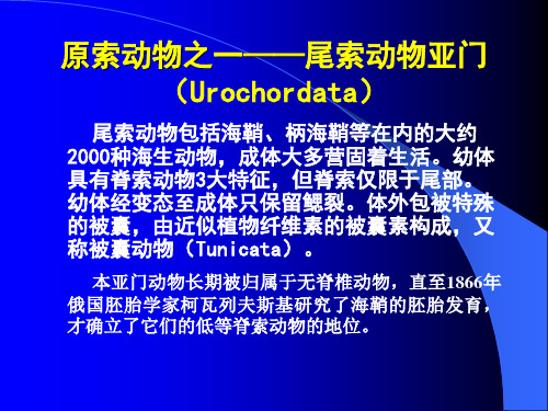 第五节原索动物之二——头索动物亚门(Cephalochordata)