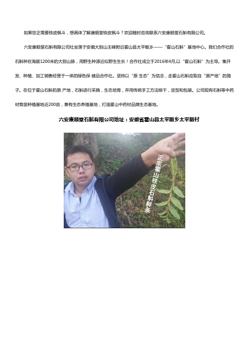 霍山石斛的吃法与辨别