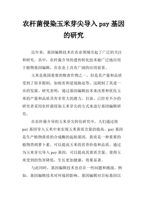 农杆菌侵染玉米芽尖导入psy基因的研究