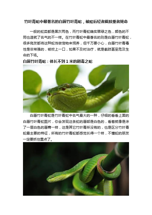 竹叶青蛇中最著名的白唇竹叶青蛇，被咬后轻者截肢重者毙命