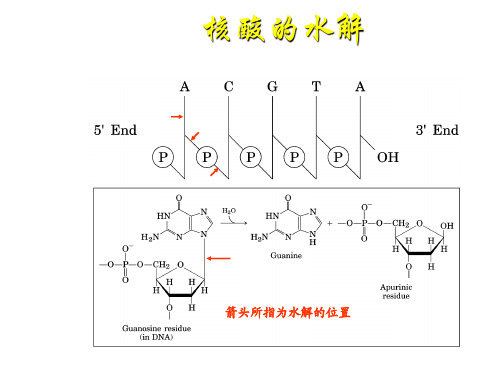 生物化学 核酸2