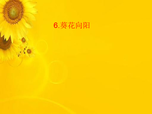 五年级上册科学课件-6葵花向阳 |冀教版 (共21张PPT)