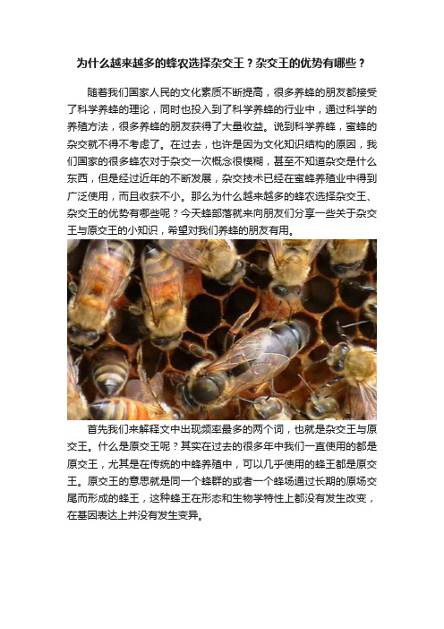 为什么越来越多的蜂农选择杂交王？杂交王的优势有哪些？