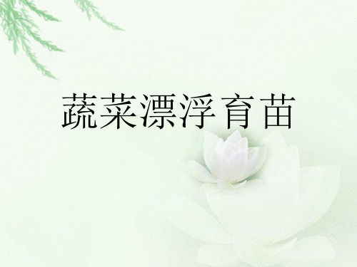 蔬菜漂浮育苗