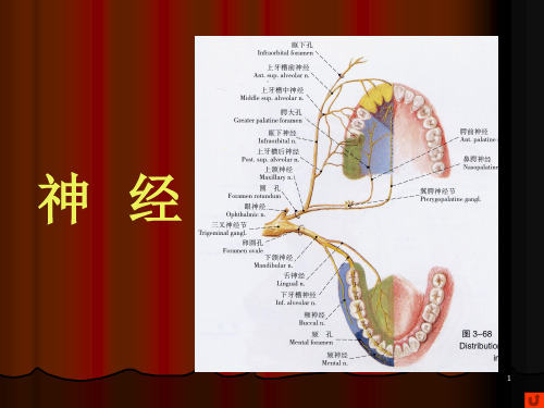 口腔颌面部系统解剖--血管、神经PPT幻灯片