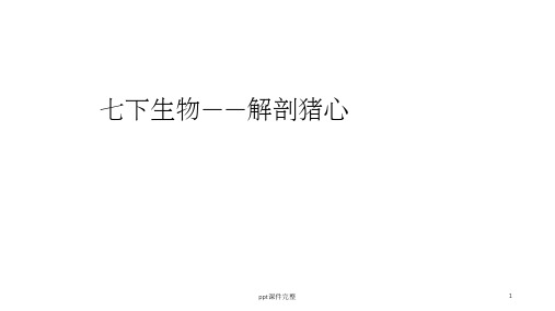 七下生物 解剖猪心实验ppt课件