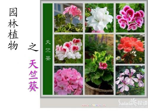 园林植物之天竺葵 ppt