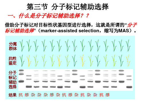 第三节分子标记辅助选择