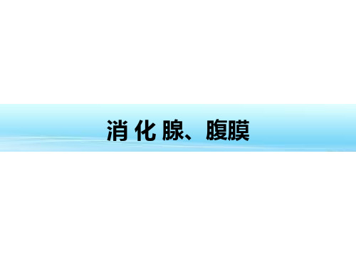 解剖学课件-消化腺、腹膜