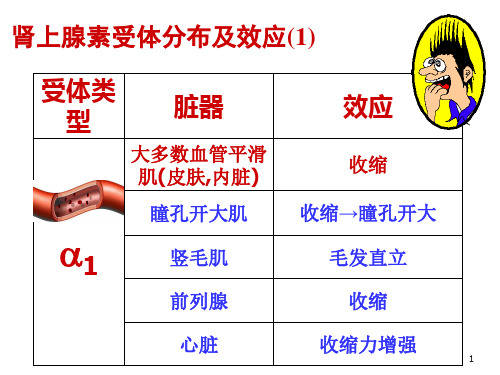 药理学：心血管活动的调节-神经调节