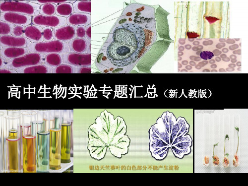 高中生物实验专题(精品课件)