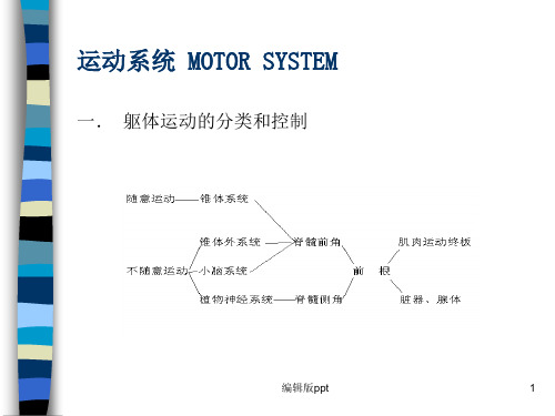 运动系统精品课件