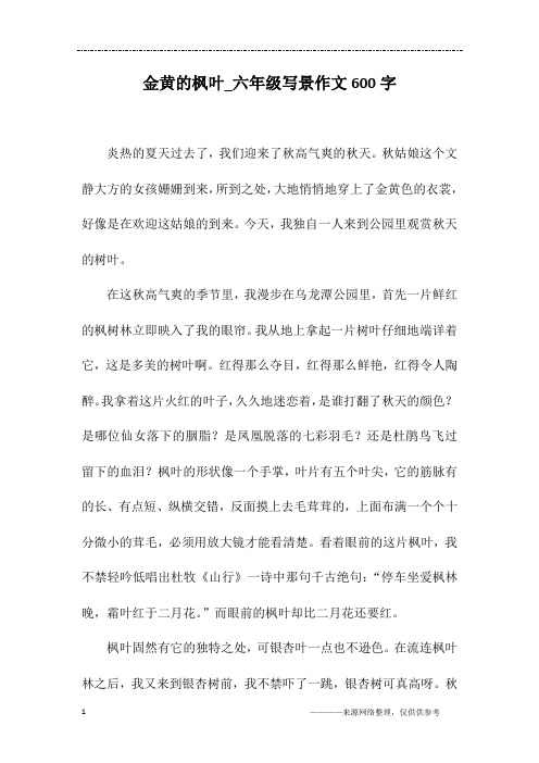 金黄的枫叶_六年级写景作文600字