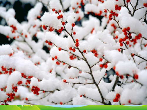 部编版一年级语文上册12雪地里的小画家  课件(31张)