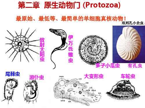 动物学教学课件：第二章  原生动物门 (Protozoa)