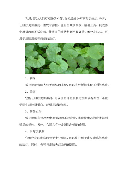 雷公根的功效与作用