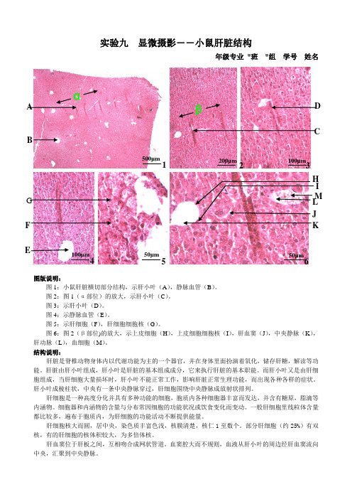 小鼠肝脏石蜡切片—实验报告