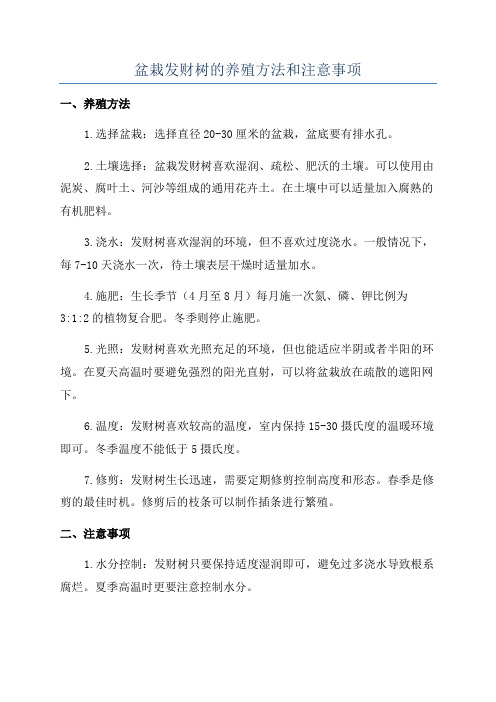 盆栽发财树的养殖方法和注意事项