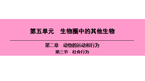 人教版八年级生物上册：第三节 社会行为一等奖优秀课件