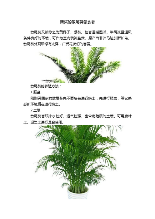 新买的散尾葵怎么养