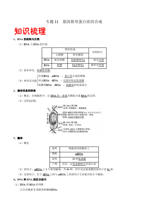 2021年高一生物下学期期末复习专题11 基因指导蛋白质的合成(人教版必修2)(Word学生考试版)