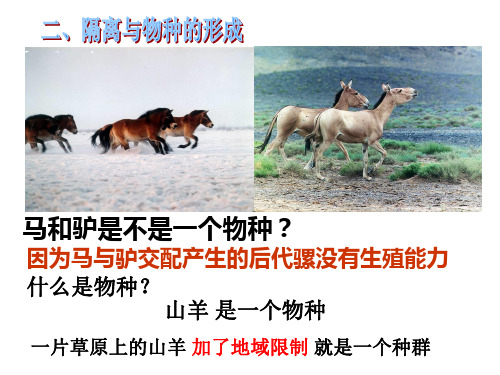 隔离与物种形成共同进化课件.ppt