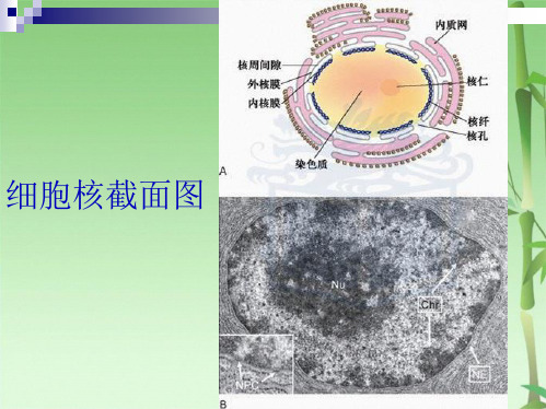 细胞核与染色质(共69张PPT)